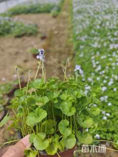 高度10厘米肾叶堇