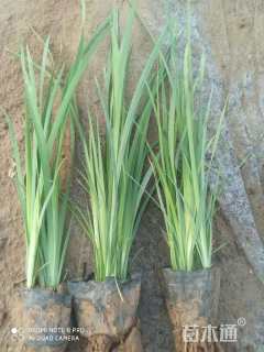 高度30厘米马兰头