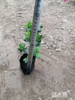 高度10厘米杜鹃