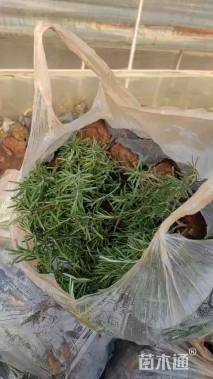 高度25厘米薰衣草