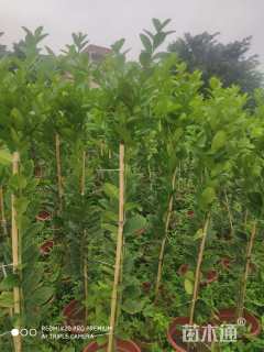 高度100厘米柠檬