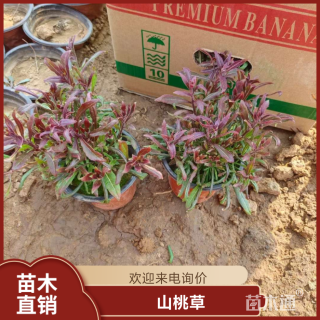 高度40厘米山桃草