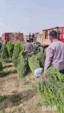 高度250厘米桧柏