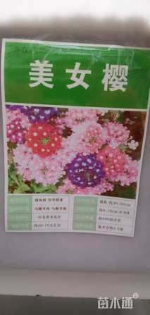 美女樱种子