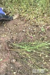 高度40厘米丰花月季