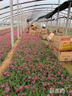 高度10厘米芝樱