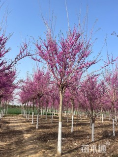 10公分四季春1号