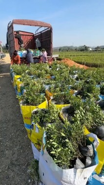 高度15厘米杜鹃