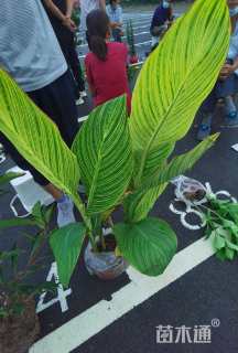 高度60厘米花叶美人蕉