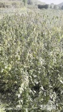 高度200厘米蜡梅