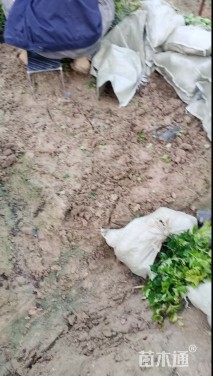 高度30厘米矮紫薇小苗