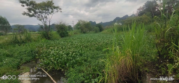 高度20厘米水葫芦