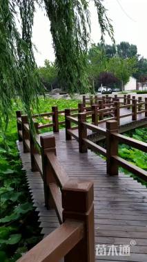 10公分西湖垂柳