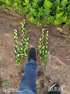 高度38厘米大叶黄杨