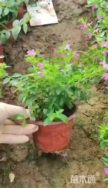 高度15厘米细叶萼距花