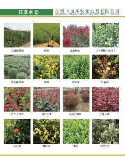 高度20厘米醉蝶花