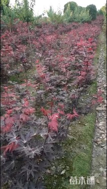 7公分红枫