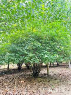 高度300厘米金叶接骨木