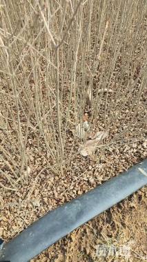 高度40厘米水蜡