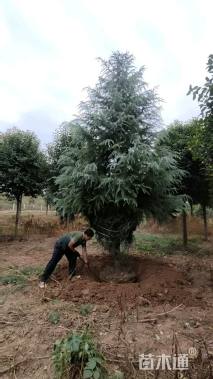 高度600厘米雪松