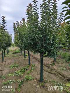 10公分绚丽海棠