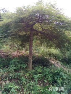 高度200厘米羽毛枫