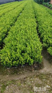 高度35厘米瓜子黄杨