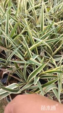 高度20厘米银边山菅兰