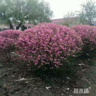 冠幅40厘米榆叶梅球