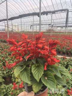 高度25厘米一串红