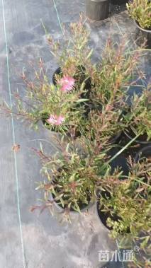 高度25厘米紫叶千鸟花