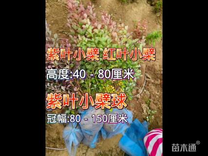 高度50厘米红叶小檗小苗