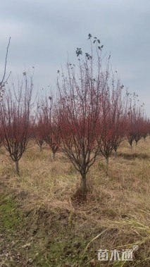 高度200厘米红珠宝海棠