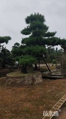 移栽苗造型黑松