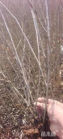 高度50厘米海棠小苗