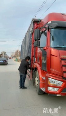 高度20厘米婆婆纳