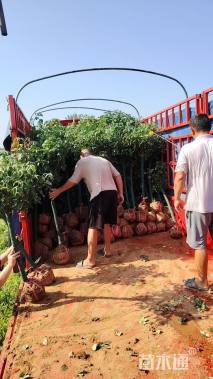 高度100厘米月季