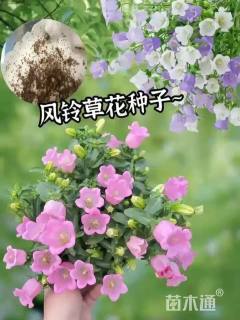 风铃草种子
