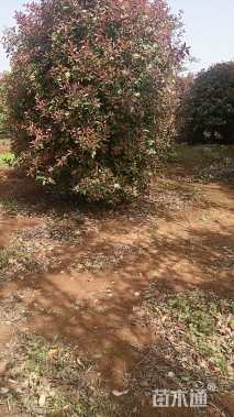 12公分红叶石楠