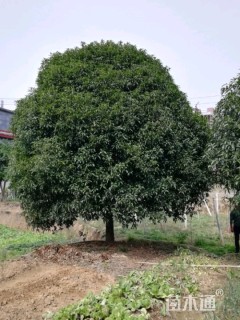 25公分桂花