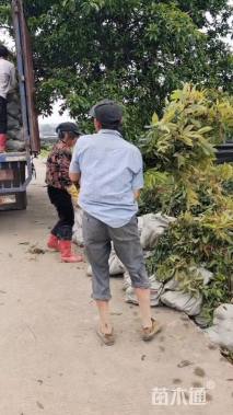 高度120厘米马褂木小苗