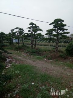 造型龙柏