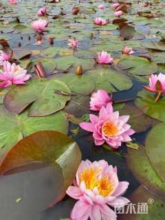 高度15厘米睡莲