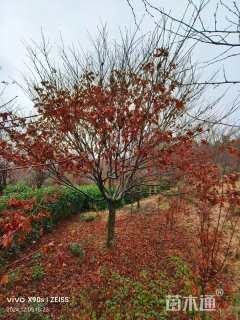 20公分日本红枫