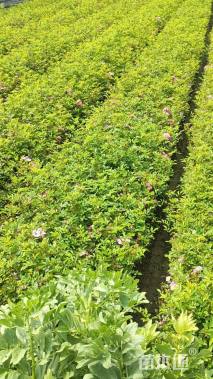 高度30厘米丰花月季