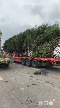 高度450厘米南丰蜜桔