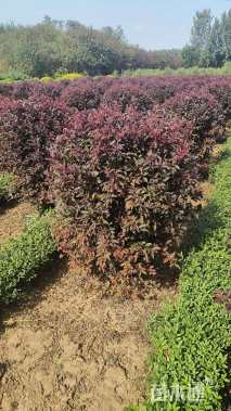 高度120厘米红叶李球