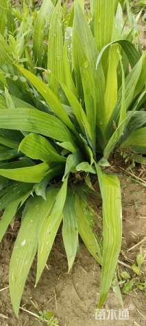 高度40厘米红王子锦带