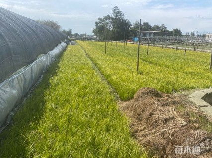 高度18厘米金叶石菖蒲