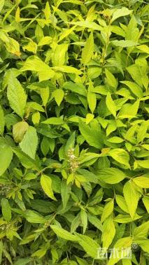 高度10厘米绣线菊